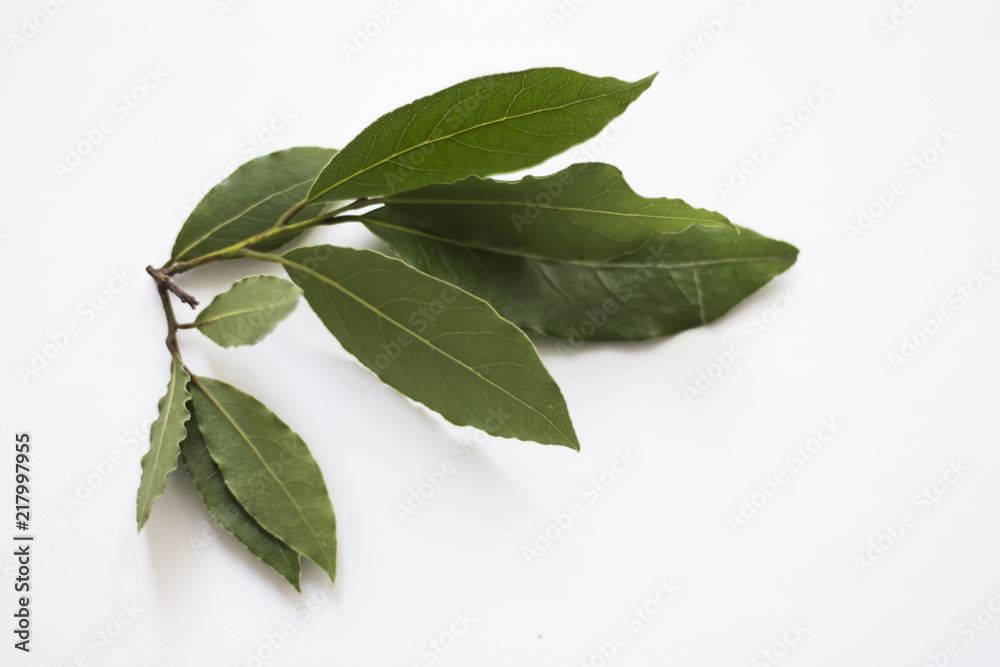 Obraz premium Laurel leaf branch on white background