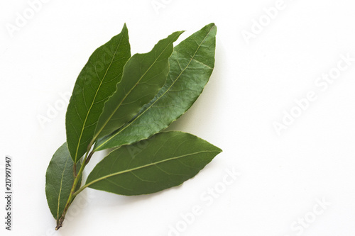 Laurel leaf branch on white background