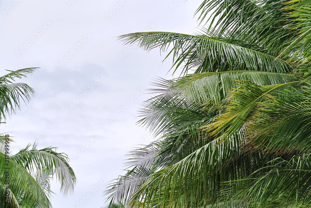 Fresh Green Coconut Tree Leaves Against Cloudy Sky Fresh Green Coconut Tree Leaves Against Cloudy Sky
