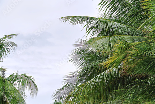 Fresh Green Coconut Tree Leaves Against Cloudy Sky