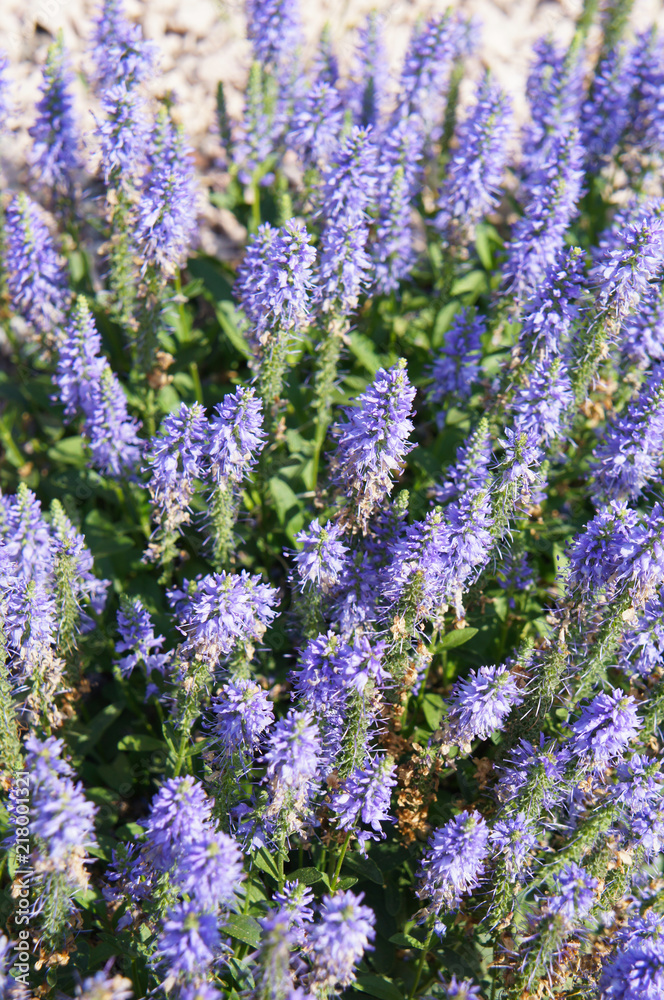 Obraz premium Veronica spicata ulster dwarf blue plant