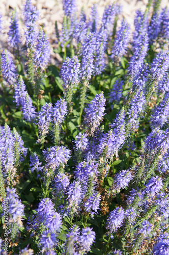 Veronica spicata ulster dwarf blue plant