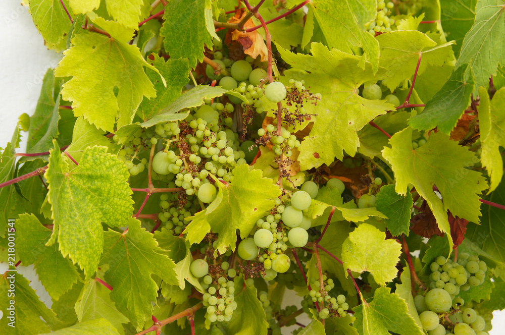 Fototapeta premium White grapes green foliage background