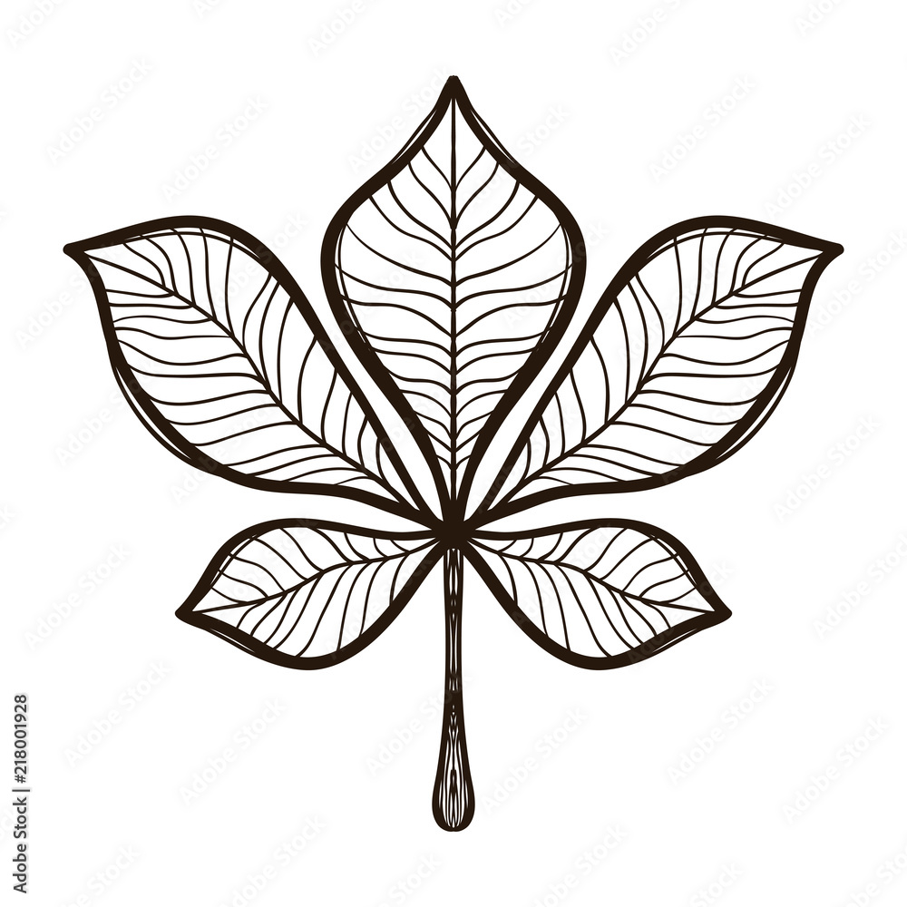 Autumn chestnut tree leaf. Coloring adults book