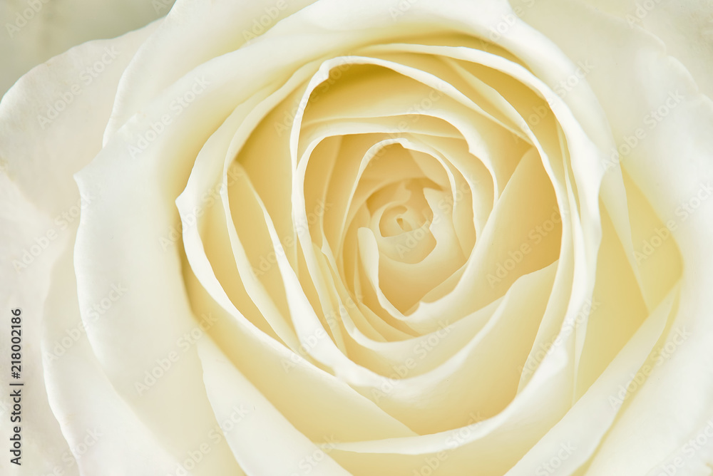 One white rose close-up. Macro photo, beautiful floral background. One white rose close-up. Macro photo, beautiful floral background.