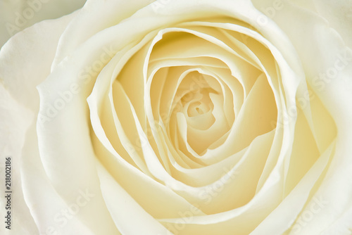 One white rose close-up. Macro photo  beautiful  floral background.