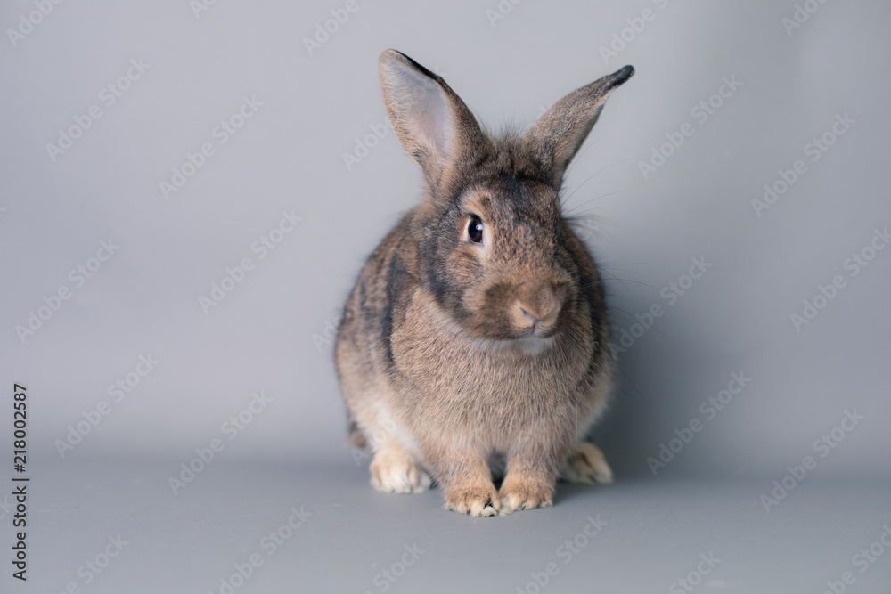 Incredulous little baby bunny rabbit looking at the camera. Adorable and smart face. Incredulous little baby bunny rabbit looking at the camera. Adorable and smart face.