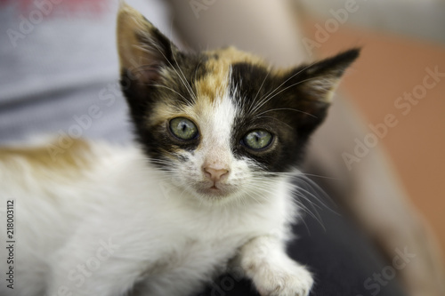 Stray kitty  cat
