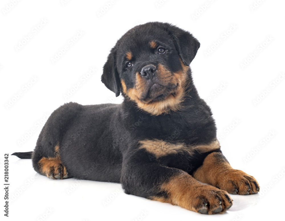 Fototapeta premium puppy rottweiler