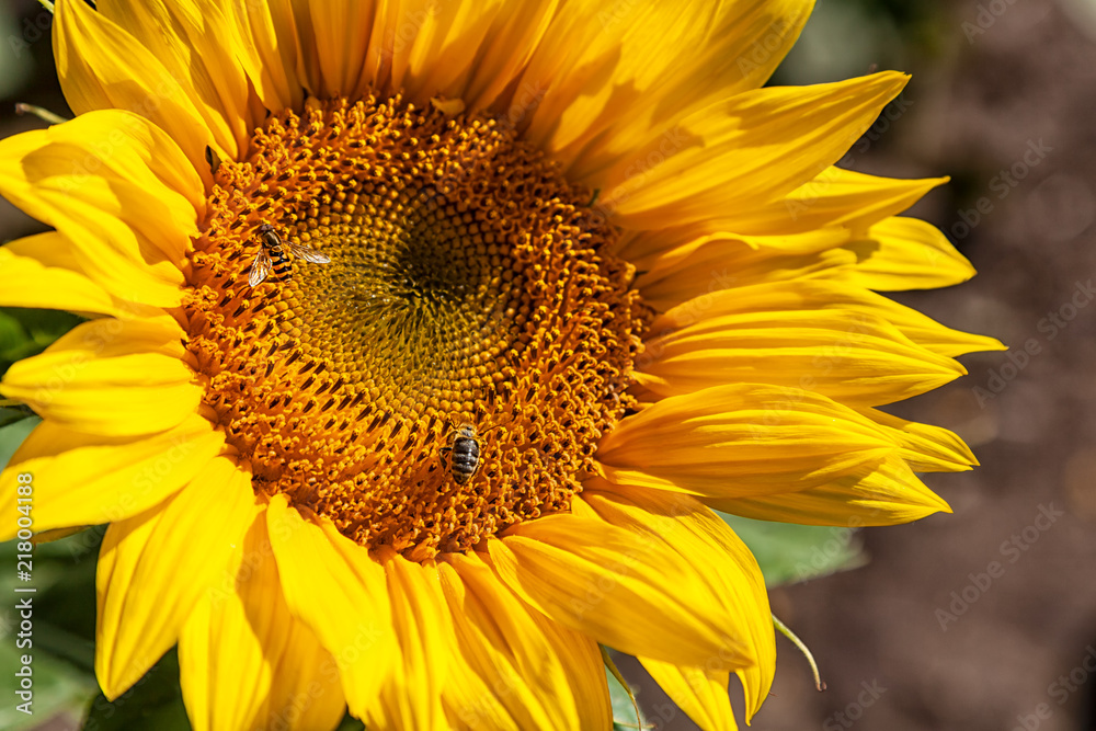 A wasp flies near a sunflower, A close-up of one young bright yellow sunflower on a sunflower field in a warm sunny day, the background is blurred, a blue noob A wasp flies near a sunflower, A close-up of one young bright yellow sunflower on a sunflower field in a warm sunny day, the background is blurred, a blue noob