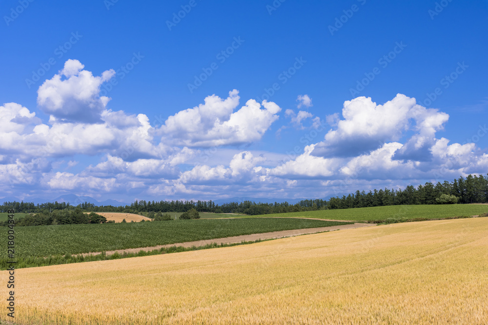 丘の町・美瑛の田園風景 丘の町・美瑛の田園風景