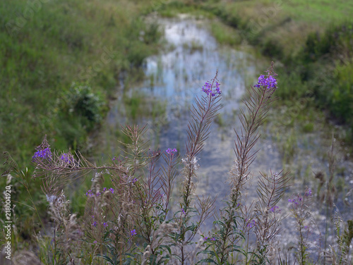 Flowers Near Ditch photo