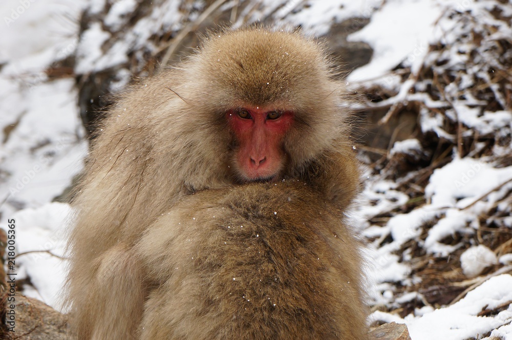 Naklejka premium Snow Monkey