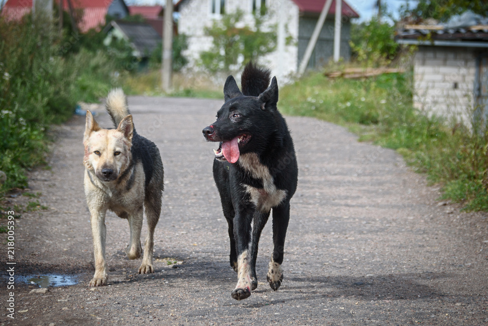 Dogs, the homeless and the concept of abandoned pets. Dogs, the homeless and the concept of abandoned pets.