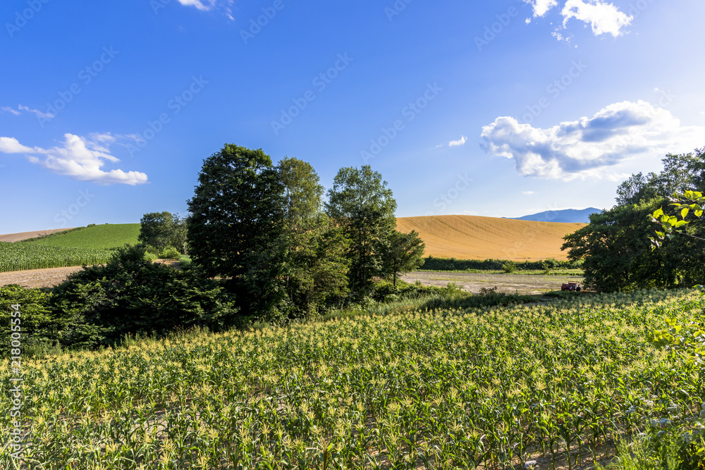 丘の町・美瑛の田園風景 丘の町・美瑛の田園風景