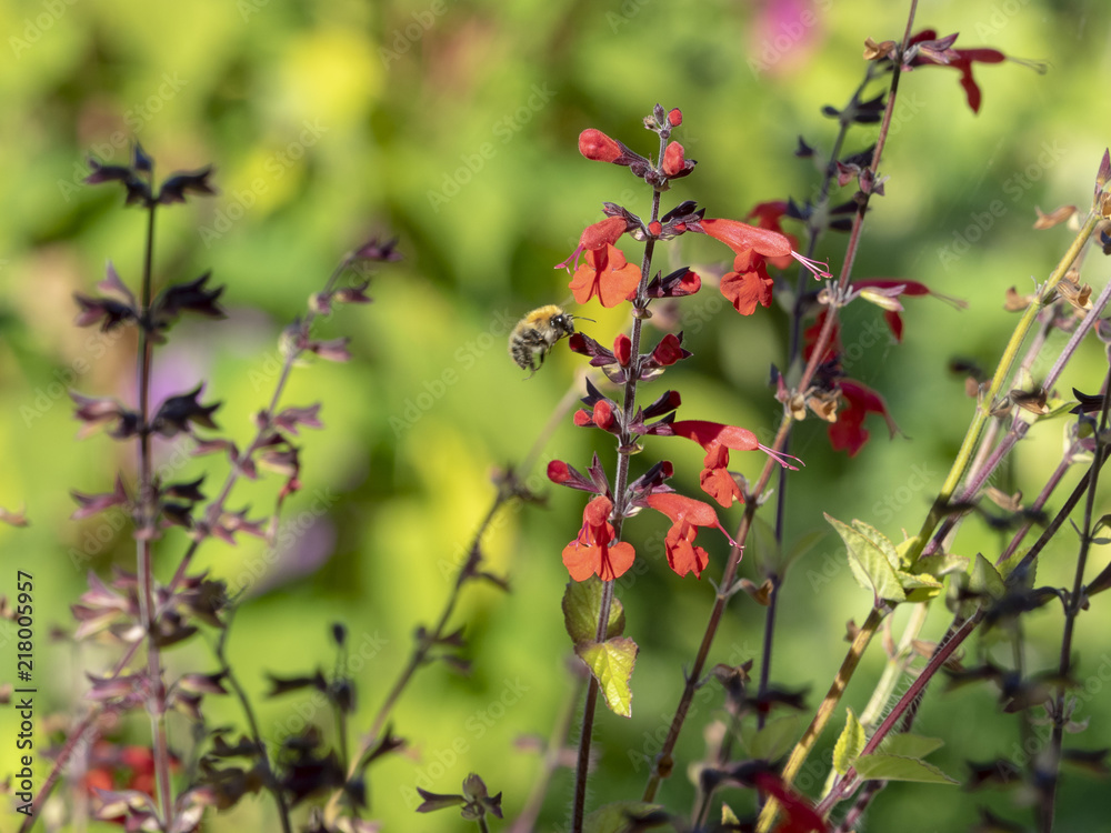 Salvia coccinea. Lady in red. Sauge du Texas rouge ou sauge tropicale rouge écarlate. Salvia coccinea. Lady in red. Sauge du Texas rouge ou sauge tropicale rouge écarlate.