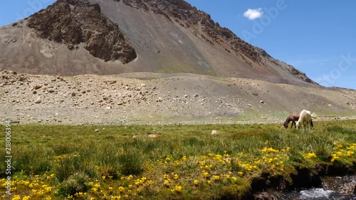 Beautiful landscape with mountains range, river and horses on the way to Pangong lake, Pangong Tso, Ladakh, Jammu and Kashmir, India, Slow motion. photo