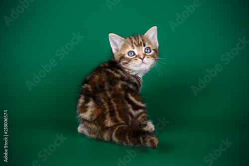 studio photography of an American shorthair cat on colored backgrounds © Aleksand Volchanskiy
