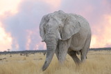 Elefant flüchtet vor Buschfeuer