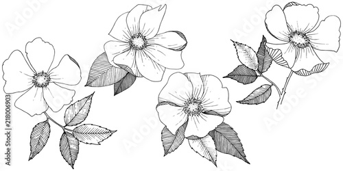 Wild rose in a vector style isolated. Full name of the plant: rose. Vector flower for background, texture, wrapper pattern, frame or border.