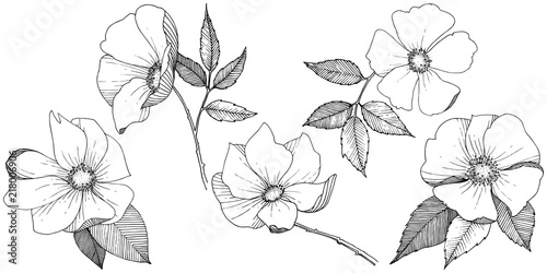 Wild rose in a vector style isolated. Full name of the plant: rose. Vector flower for background, texture, wrapper pattern, frame or border.