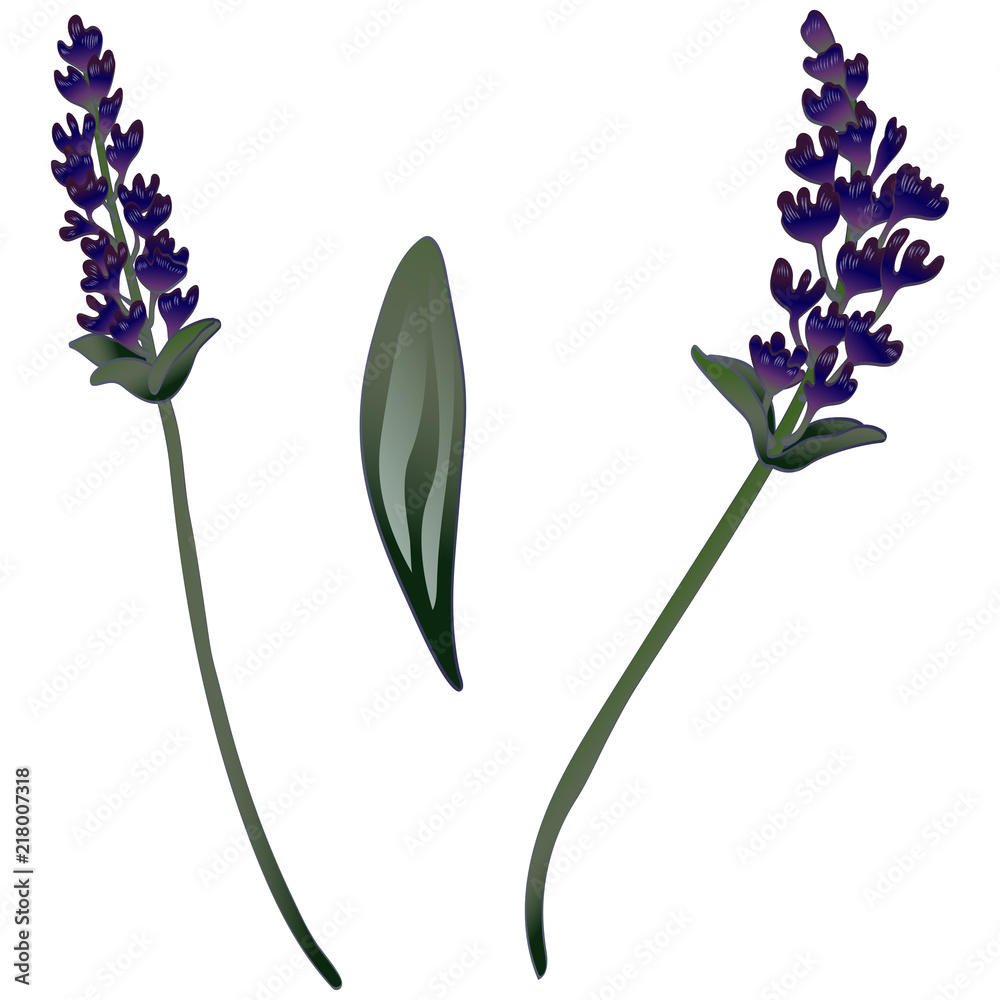 Obraz premium Lavender flower in a vector style isolated. Full name of the plant: lavender. Vector flower for background, texture, wrapper pattern, frame or border.