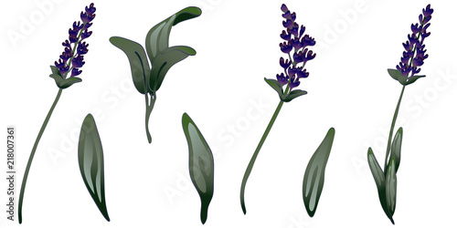 Lavender flower in a vector style isolated. Full name of the plant: lavender. Vector flower for background, texture, wrapper pattern, frame or border.