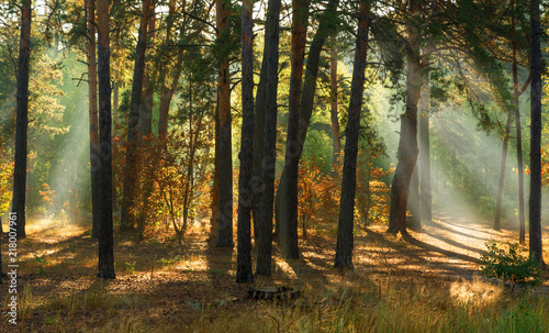 Fototapeta Naklejka Na Ścianę i Meble -  walk in the forest. sunny morning. the lights of a sun.