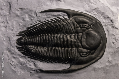 fossil trilobite imprint in the sediment photo
