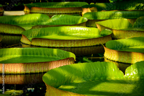 large tropical water lily leaves swimming in pond