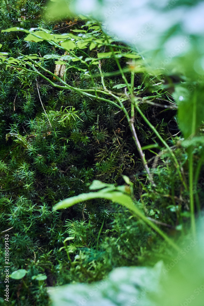 Magic green in the mountains. Picturesque green plants. Mountain landscape. Summer in the mountains. Screensaver. Painting of nature. Magic green in the mountains. Picturesque green plants. Mountain landscape. Summer in the mountains. Screensaver. Painting of nature.