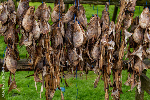 Trockenfisch in Island am Trockengestell zur Lufttrocknung und konservierung aufgehängt photo