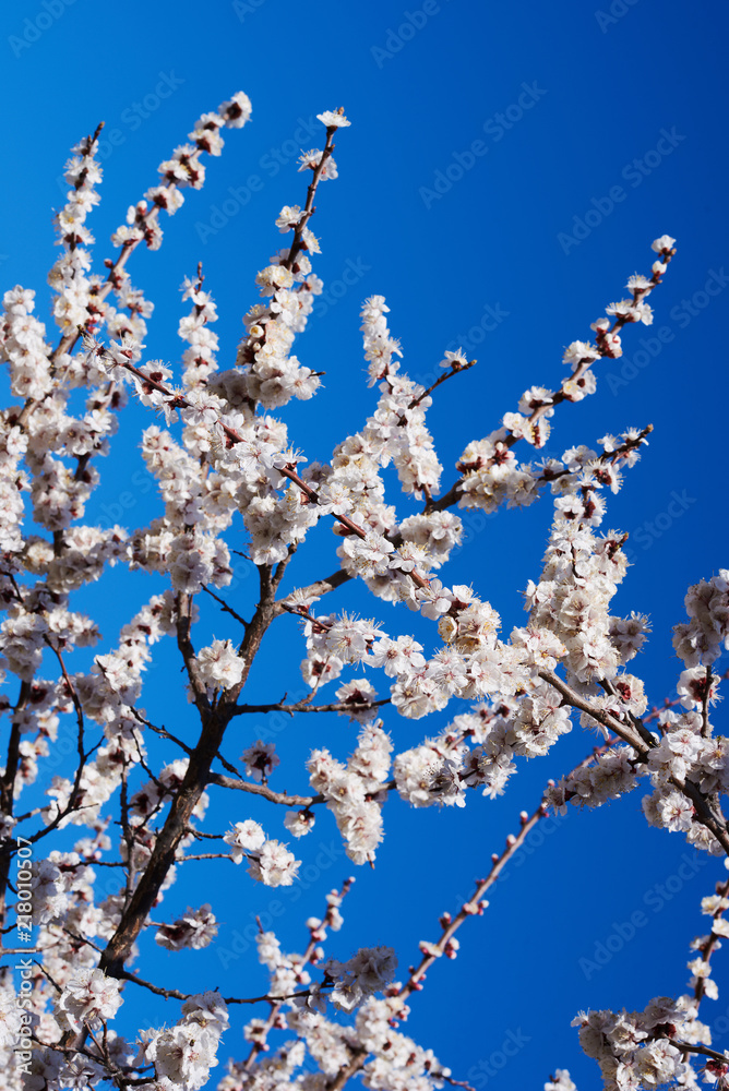 Branches of a blossoming fruit tree with large beautiful buds against a bright blue sky Cherry or apple blossom in Spring season. Beautiful flowering fruit trees. Natural background. Branches of a blossoming fruit tree with large beautiful buds against a bright blue sky Cherry or apple blossom in Spring season. Beautiful flowering fruit trees. Natural background.