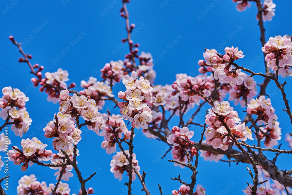 Branches of a blossoming fruit tree with large beautiful buds against a bright blue sky  Cherry or apple blossom in Spring season. Beautiful flowering fruit trees. Natural  background.