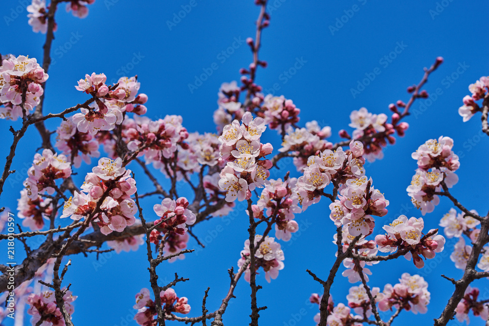 Branches of a blossoming fruit tree with large beautiful buds against a bright blue sky Cherry or apple blossom in Spring season. Beautiful flowering fruit trees. Natural background. Branches of a blossoming fruit tree with large beautiful buds against a bright blue sky Cherry or apple blossom in Spring season. Beautiful flowering fruit trees. Natural background.