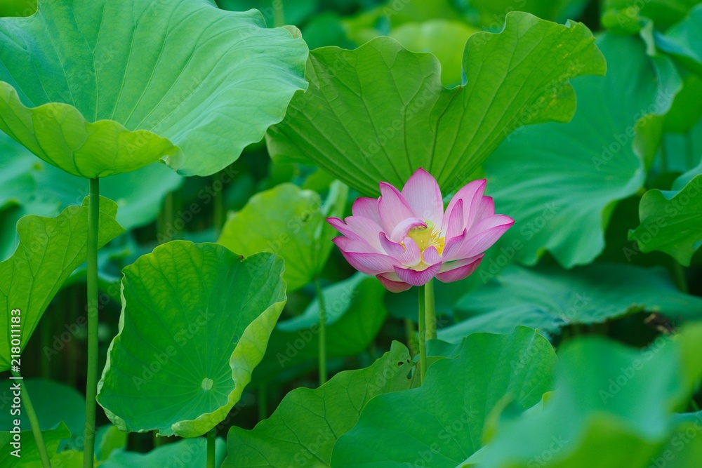 Ancient Lotus blooms in the morning
Ancient Lotus blooms in the morning