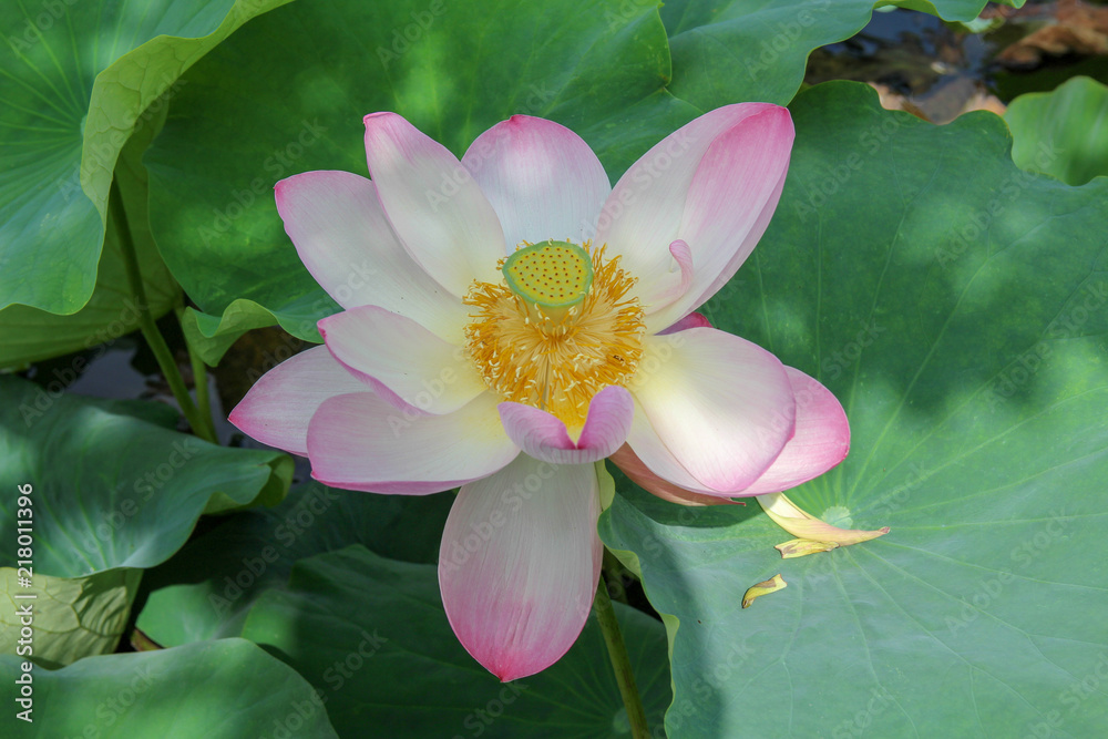 蓮 はす ハス ハスの花 蓮の花 花 ハス ピンク 自然 植える 緑 ユリ 咲く 水 全盛期 植物 美しさ 庭 葉 とぶ 花 フローラル 美しい サマータイム いけ すごい 葉 白 黄色 Stock Photo Adobe Stock