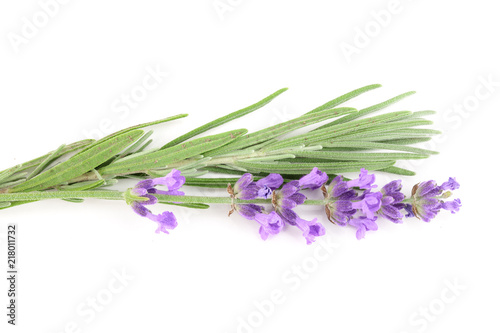 Twig of lavender with leaf isolated on a white background