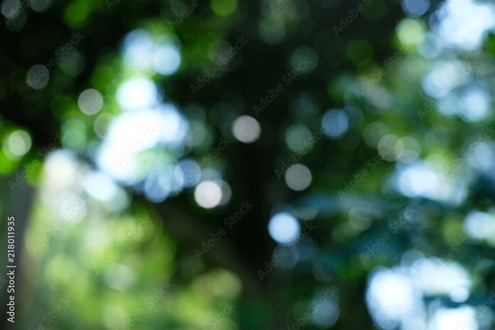 Obraz premium Blurred beautiful nature background blurry of leaf bokeh forest. garden and park with sunlight, use for background.
