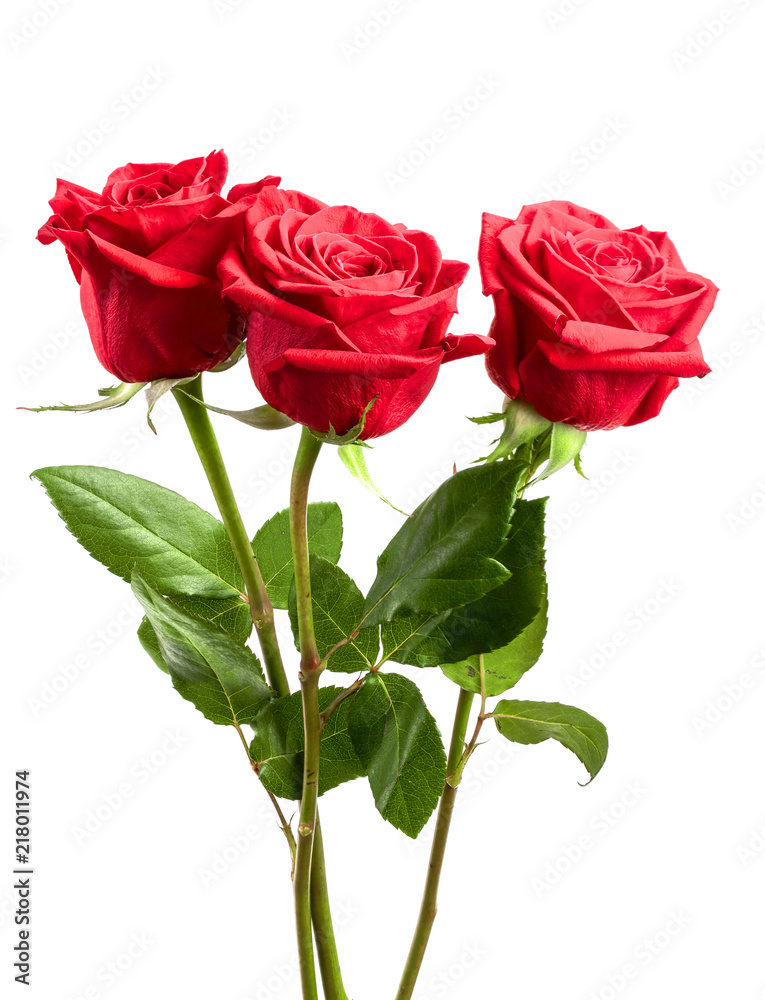 beautiful red rose isolated on white background beautiful red rose isolated on white background
