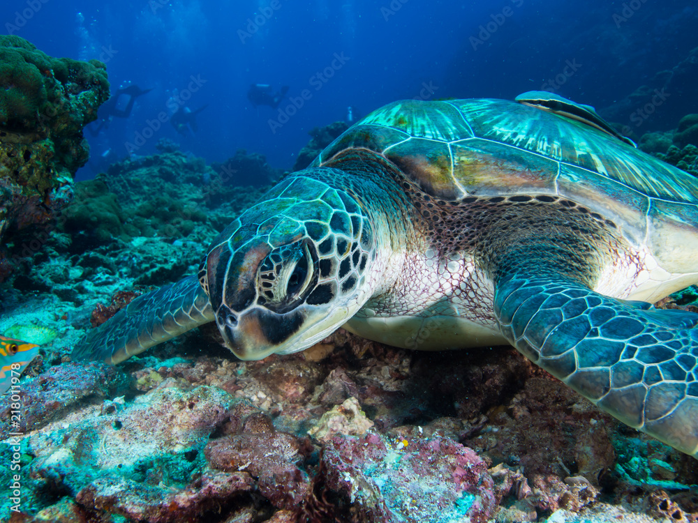 Fototapeta premium Green sea turtle