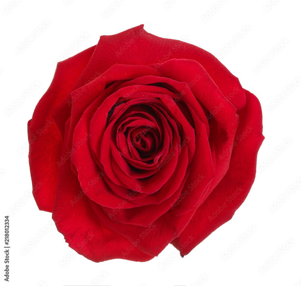 beautiful red rose isolated on white background beautiful red rose isolated on white background