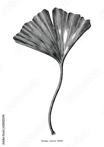 Ginkgo leaf hand draw vintage clip art isolated on white background