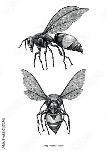 Wasp hand draw vintage clip art isolated on white background