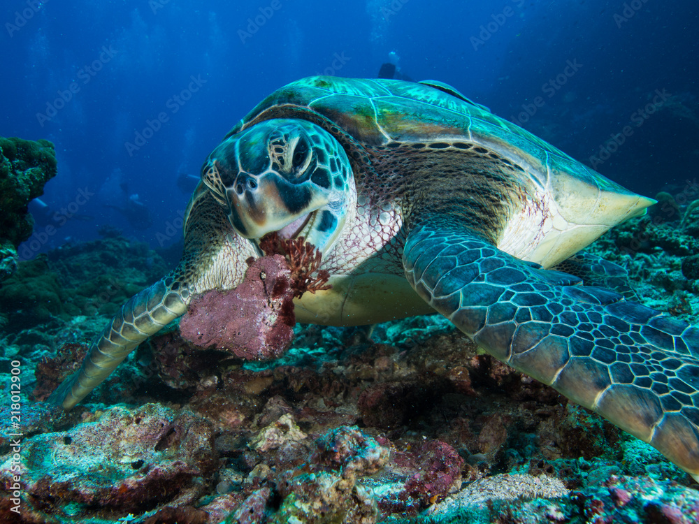 Obraz premium Green sea turtle