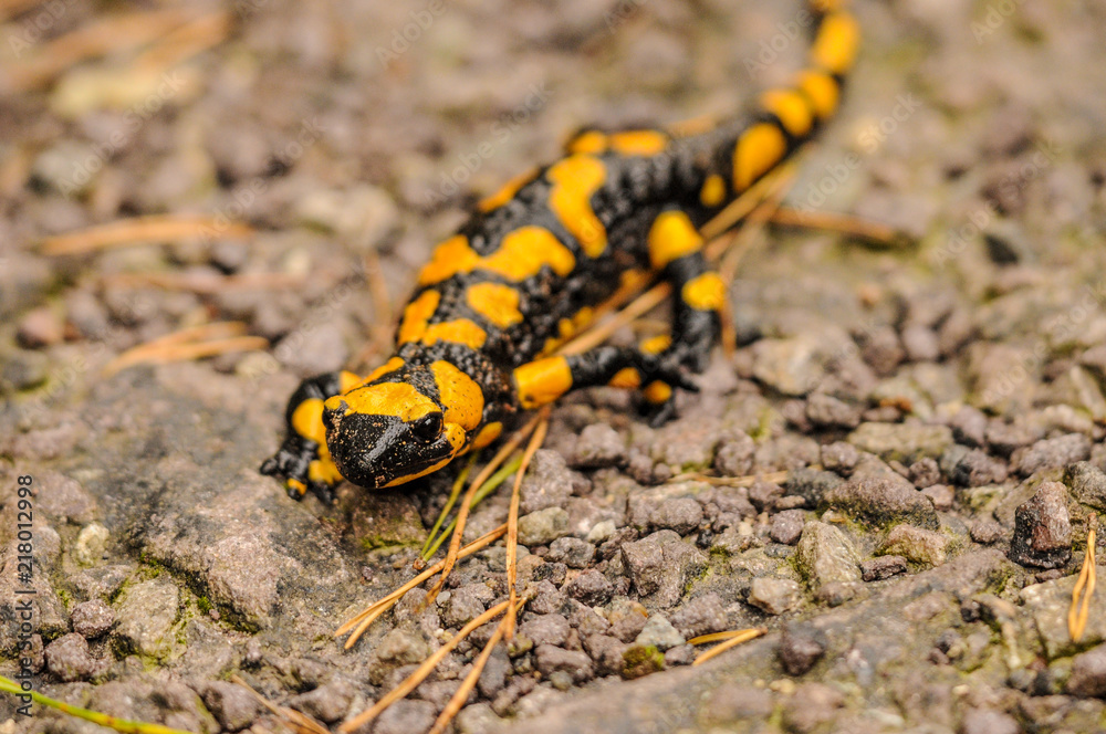 Europaean fire salamander (Salamandra salamandra) on the gravel road. Close-up of black yellow spotted amphibian in its natural environment. Detail of head of lizard like animal.