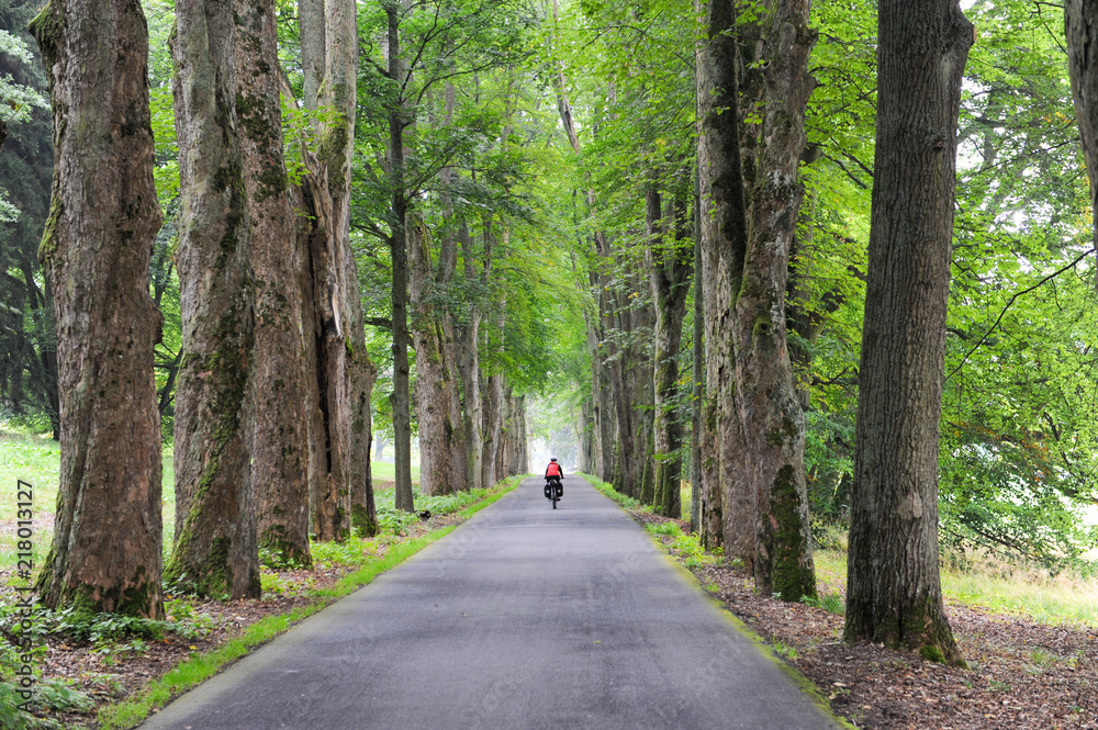 Summer scene, back view of a cyclist riding through the small road lined with trees. A woman cycling in tree-lined avenue and no car traffic. Wandering on bikes. Bikepacking out in the Czech Republic. Summer scene, back view of a cyclist riding through the small road lined with trees. A woman cycling in tree-lined avenue and no car traffic. Wandering on bikes. Bikepacking out in the Czech Republic.