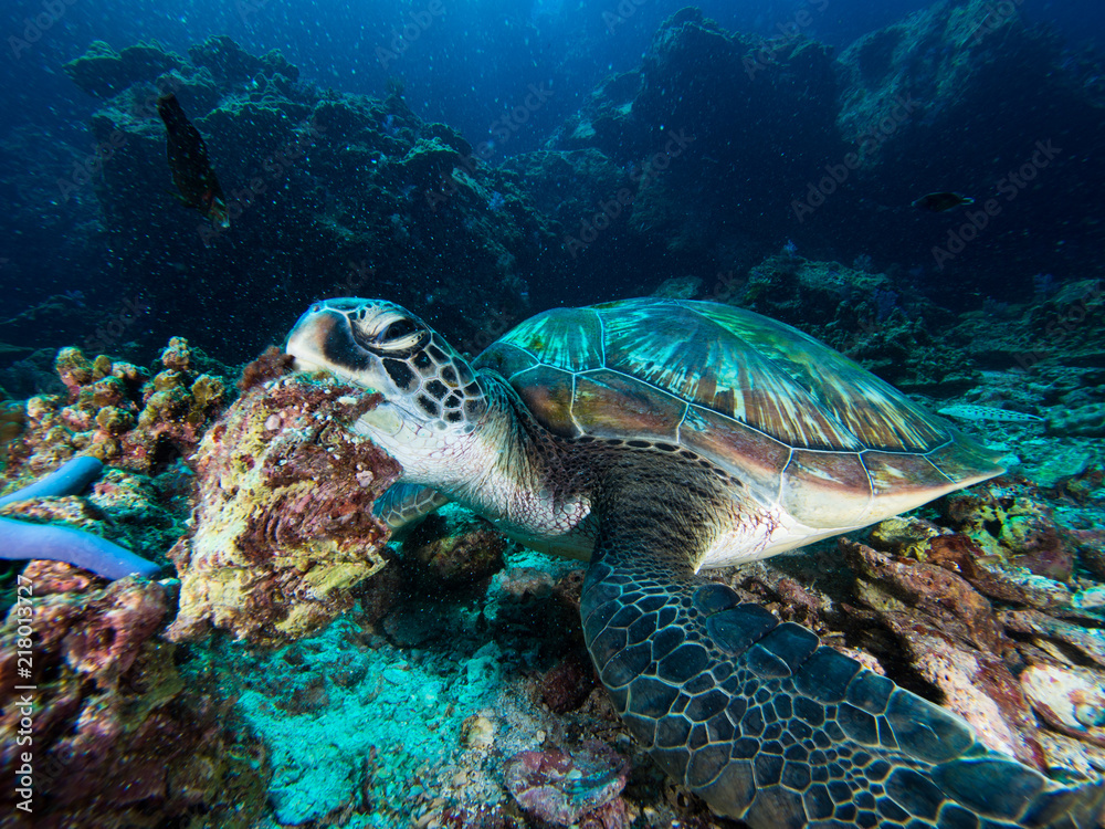 Obraz premium Green sea turtle