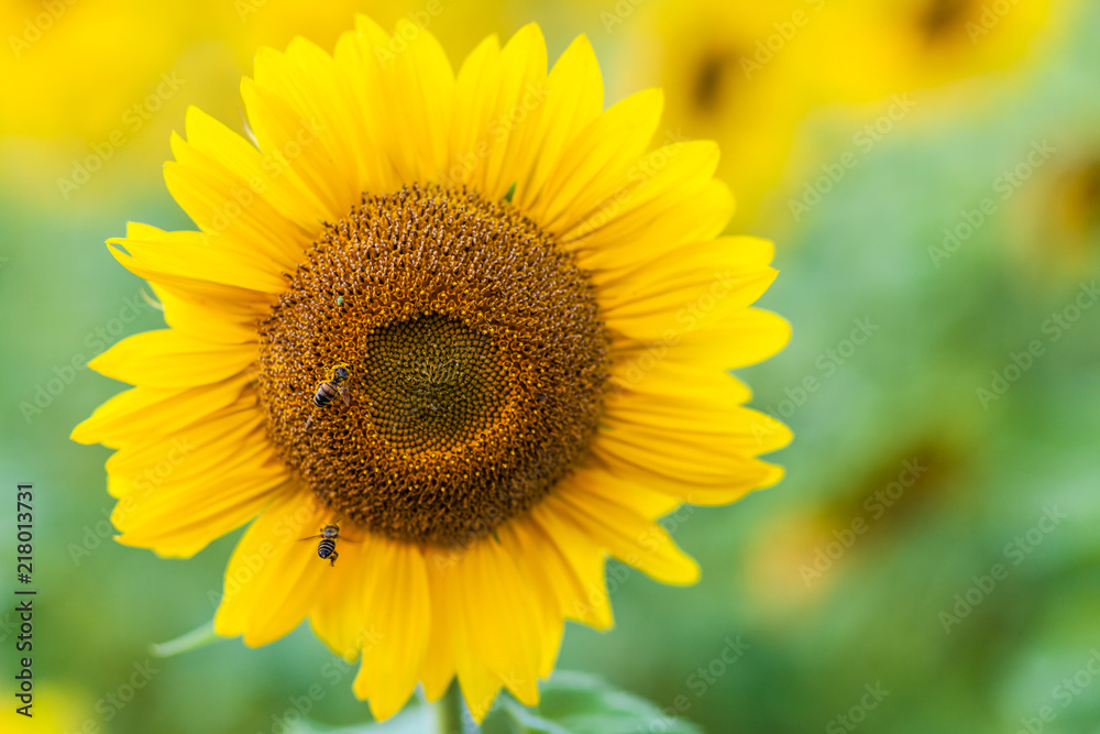  A close-up of one young bright yellow sunflower on a sunflower field in a warm sunny day, the background is blurred, a blue noob