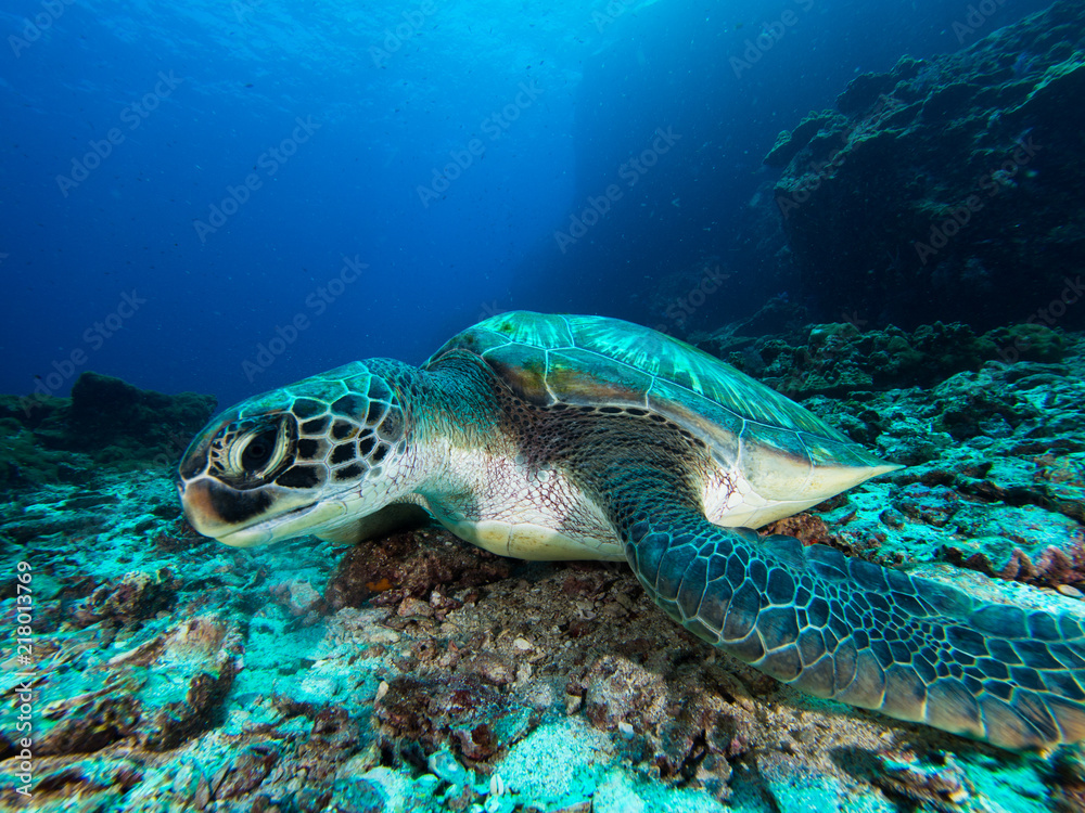 Fototapeta premium Green sea turtle